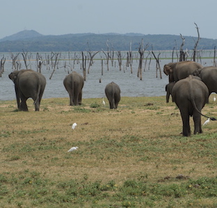 sri lanka elephants water